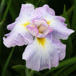 Iris japons 'Lady in Waiting'